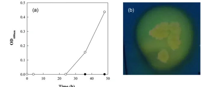 Fig. 2.  ACC  deaminase  activity  of  the  representative  PGPR  and  siderophores  production  of  Bacillus  aerius  MH1RS1.