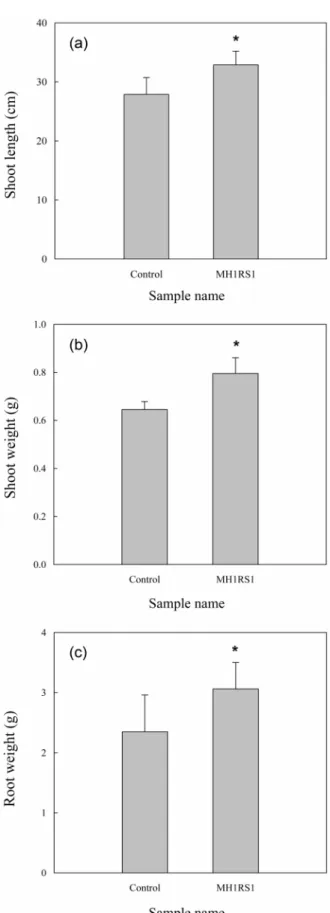 Fig. 4.  Effects  of  the  inoculations  of  Bacillus  aerius  MH1RS1  on  the  growth  of  Arundo  donax  L