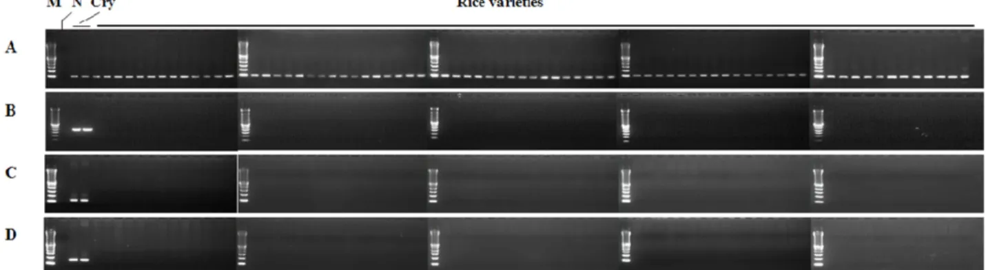 Fig. 3 Specificity analysis of the construct- and event-specific primer pairs for insect-resistant GM rice and various non-GM rice  varieties