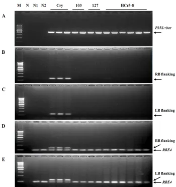 Fig. 5 Standard plasmid pRBECrR as reference molecule. A,  Schematic diagram of pRBECrR: RBE4 indicates the rice  en-dogenous gene, and CryRB represents the event-specific region  between the native rice genome DNA and the transferred DNA  (T-DNA)