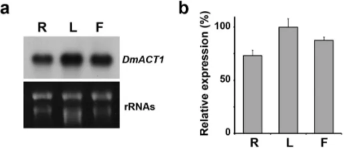 Fig. 2 Expression pattern of DmACT1 in Dendrobium. (a) RNA  blot analysis of DmACT1. Total RNA was isolated from root  (R), leaf (L), and flower (F) tissues