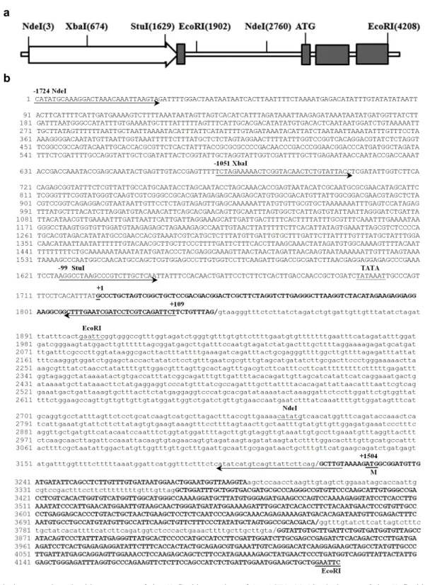Fig. 3 Physical map and nucleotide sequence of the 5’ flanking region of DmACT1. (a) Physical map of the 5’ flanking region of  DmACT1