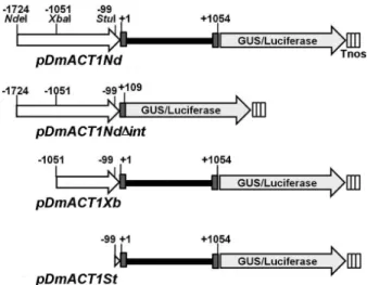 Fig. 4 Physical map of the DmACT1  5’ flanking sequence-GUS/