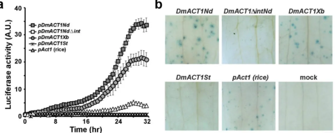 Fig. 5 Analysis of transient GUS/luciferase activity driven by various portions of the DmACT1 5’-flanking sequence in Dendrobium flowers