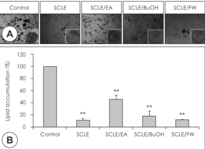 Fig. 5. Effects of SCLE fractions on lipid accumulation. 3T3-L1 adi- adi-pocytes were stained with Oil-Red O for 1 hr