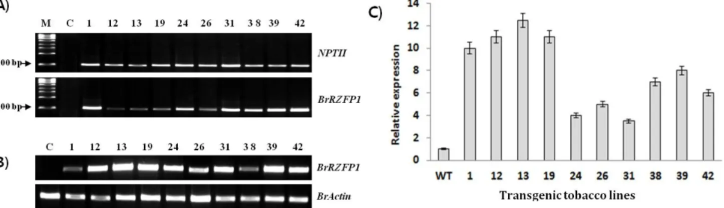 Fig. 2 PCR, RT-PCR and realtime PCR analyses of transgenic tobacco plants. (A) PCR analyses were performed on transgenic T0  tobacco plants, using NPTII and BrRZFP1  gene-specific primers