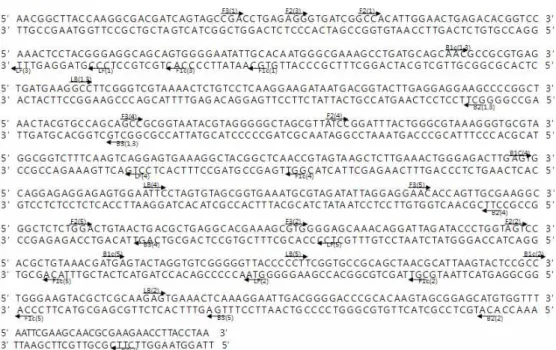 Fig. 1. Oligonucleotide pri- pri-mers used for amplification of 16S rRNA gene,  single-underlined and  double-un-derlined letter indicate the sequences of primers for LAMP, respectively.