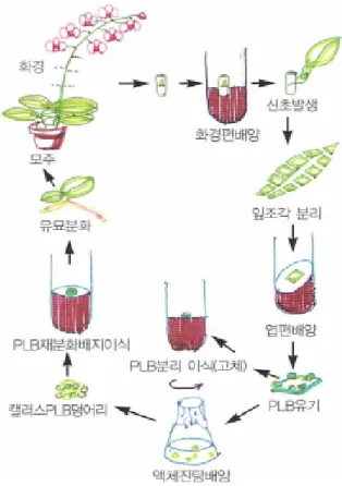Fig. 1 Proliferation system and culture methods of Phalaenopsis