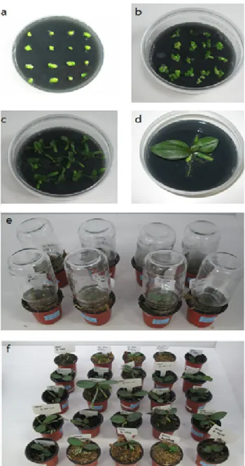 Fig. 3 Regeneration process from PLB tissues of Phalaenopsis plants. (a) Protocorm-like bodies (PLBs) of Phalaenopsis on VWAB  medium, (b) PLB growth shoot and root formation, (C) PLB  growth with shoot and root elongation (d) Regeneration of in  vitro  Ph