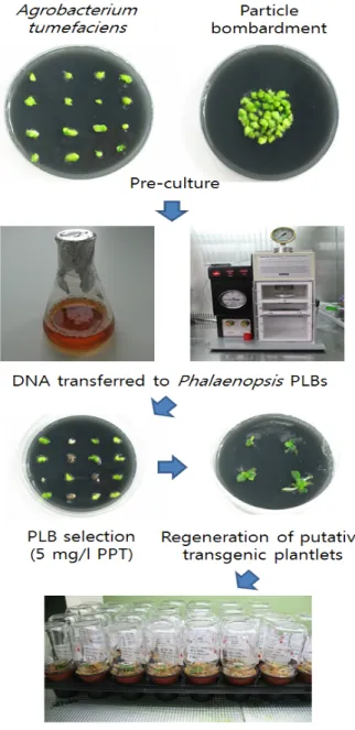 Fig. 4 Production of transgenic plants from PLBs of Phalaenopsis.