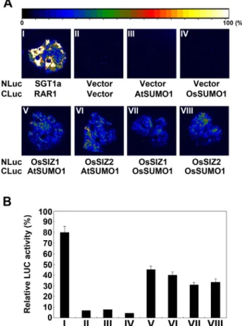 Fig. 3 Phenotypes of wild type and Ossiz1-2  mutant rice plants. 