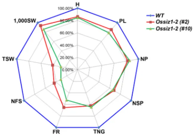 Fig. 4 Agronomic traits for wild type and Ossiz1-2  mutant rice  plants grown in the field