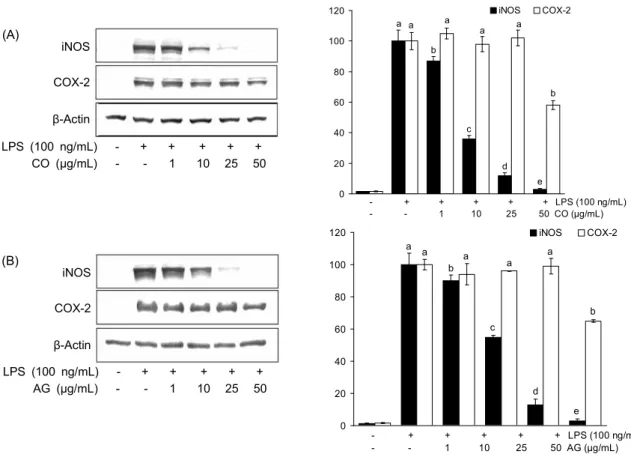 Fig. 4. Suppressive effects on iNOS and COX-2 expression of the volatile flavor extracts from Cnidium officinale (CO) (A) and Angelica gigas (AG) (B) in LPS-induced Raw 264.7 cells