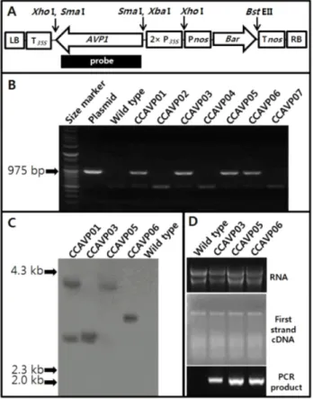 Fig. 1 Schematic map of the T-DNA of transformation vector  and nucleic acids analysis of AVP1-expressing Chinese cabbage  plants