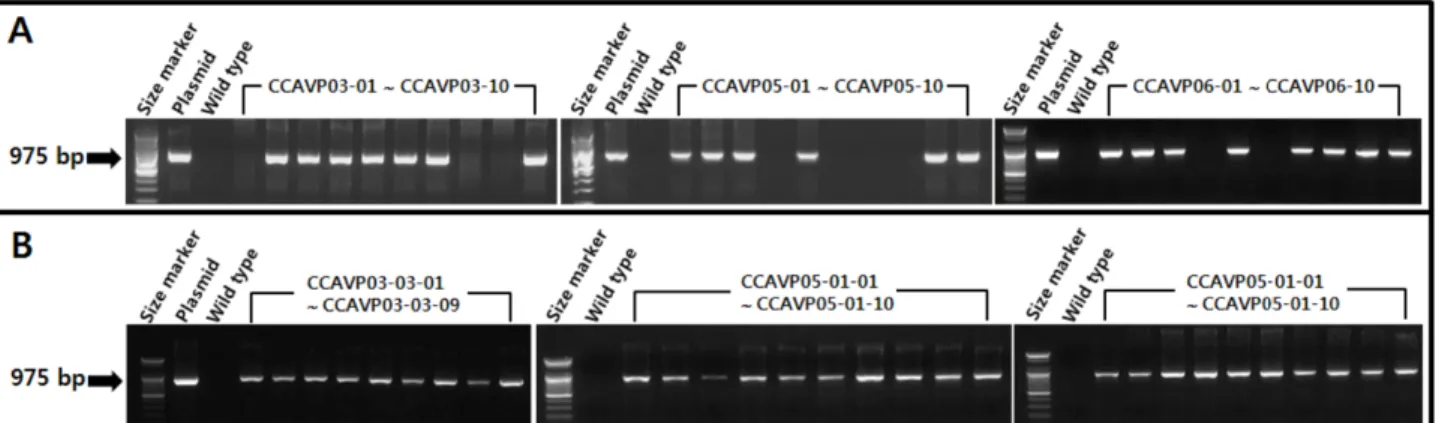 Fig. 2 PCR detection of AVP1  genes in the Chinese cabbage seedlings at T 1  and T 2  generation