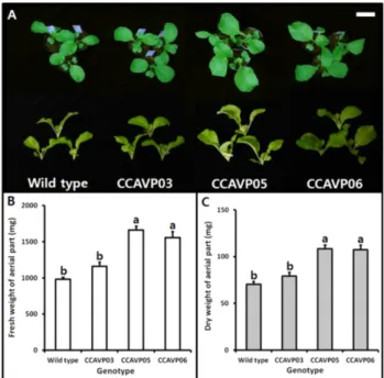 Fig. 3 Increased biomass of the aerial part in AVP1-expressing Chinese  cabbage plants grown under normal condition