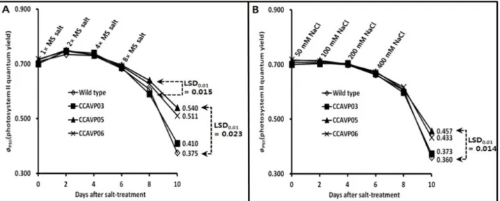 Fig. 4 Kinetics of photosystem II quantum yield (φ PSII ) in the AVP1-expressing Chinese cabbage plants subjected to salt stress