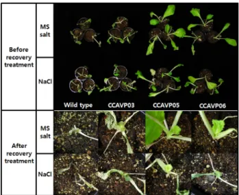 Fig. 6 Different response of the plants subjected to imposed salt  stresses. Phenotypes of plants with different genotypes before and  after desalinization for recovery are shown