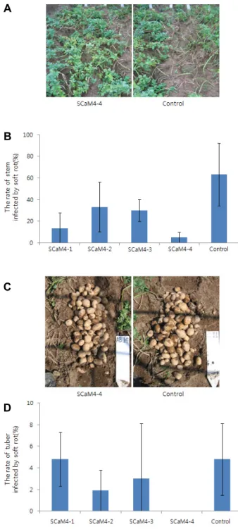 Fig. 1 Disease severity against Pectobacterium carotovorum ssp. 