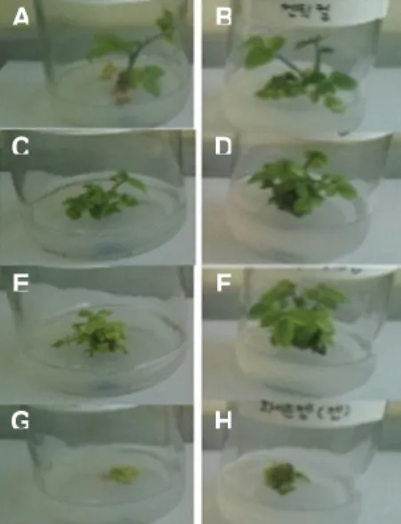 Fig. 1  In vitro rose shoots growing in the medium added with  liquid medium after 2 weeks in subculture