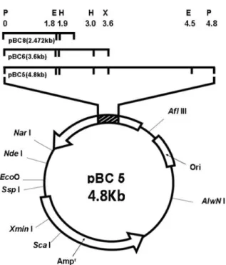 Fig. 3. Nucleotide sequence of the endo- β -1,4-glucanase