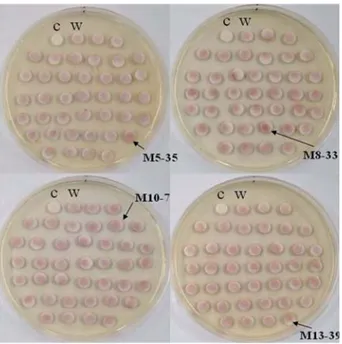 Fig. 6. Determination of the CHO activity of selected mutant strains.  The cells were grown in 10 mL YM broth at 30 o C for 5 days