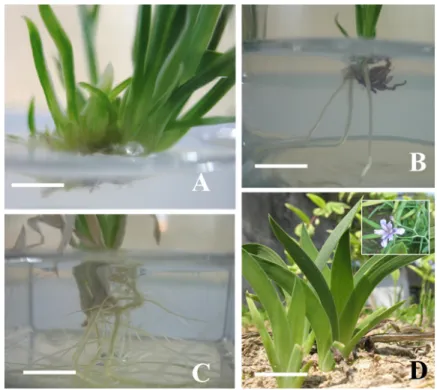Fig. 2. Plant regeneration from callus derived from I. dichotoma A: Shoot multiplication on 1/2 MS medium without plant growth  regulators after 8 weeks of culture B: Rooting on 1/2 MS medium without plant growth regulators after 8 weeks of culture C: Root