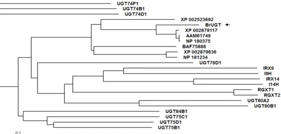 Fig. 3 Quantitative reverse transcription-polymerase chain reaction (RT-PCR) analysis of BrUGT was conducted in various tissues  collected from Brassica rapa