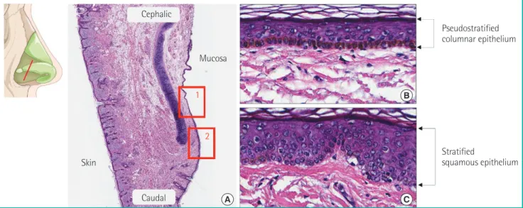 Fig. 4. Histological findings