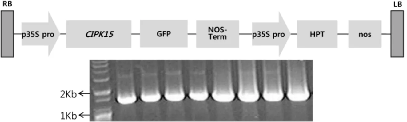 Fig. 1 A vector map of pCAMBIA1300 with CIPK15  gene and hygromycin resistant gene used for plant transformation선발된 세포를 증식하고 재분화 식물체를 유도하는 과정 등을 포함한다