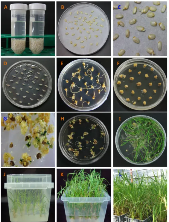 Fig. 2 Introduction of CIPK15 gene through Agrobacterium-mediated transformation (A) seed soaking in the N6D media; (B), (C)  inoculation; (D), (E) co-cultivation in 2N6-AS media; (F) callus growing in the 2N6-C media; (G), (H), and (I) shoot formation and