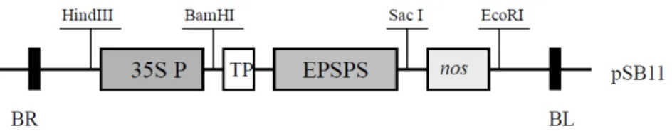 Fig. 1 Structure of the plasmid pSB-EPSPS for expression of EPSPS in transgenic rice plants
