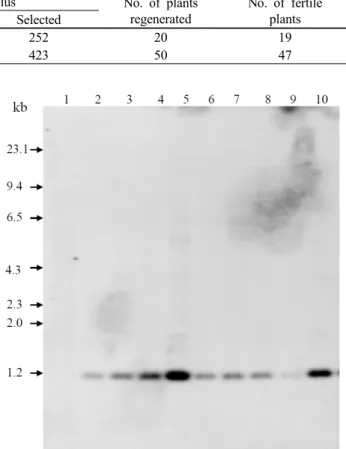 Table 1 Production of transgenic rice plants harboring pSB-EPSPS plasmid by Agrobacterium-mediated transformation