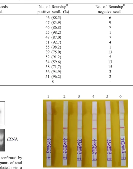 Fig. 3 Constitutive expression of EPSPS gene was confirmed by  Northern blot hybridization analysis
