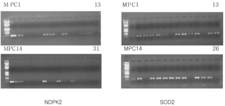 Fig. 1 PCR analysis of progeny (31 plants) from a crossing of transgenic petunia lines, NDPK2-5-3 (T 2 ) and SOD2-2-1-1-35 (T 4 ),  using NDPK2 or SOD2 specific primers