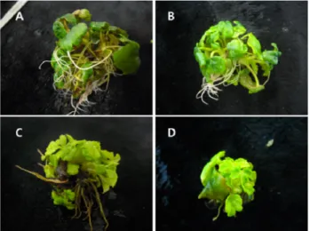 Fig. 3 Growth comparison of in vitro plants according to sucrose concentrations in bioreactor of ever-bearing strawberry ‘Goha’: