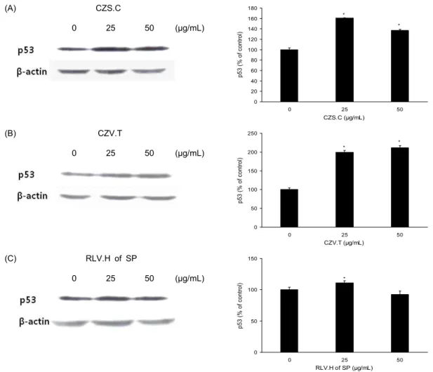 Fig. 3. Compositae extracts change the levels of p53 protein in MDA-MB-231 cells. A: Cells were treated with CZS.C for 24 hr