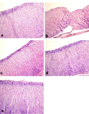 Table 2. Histopathological lesion scores of the stomach in the study on therapeutic effects of H