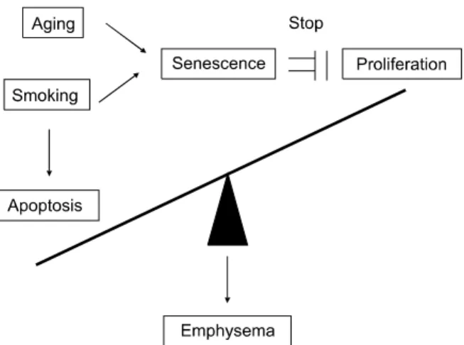Figure  3.  Senescence  hypothesis  for  the  pathogenetic  mechanism  of  chronic  obstructive  pulmonary  disease  (COPD).