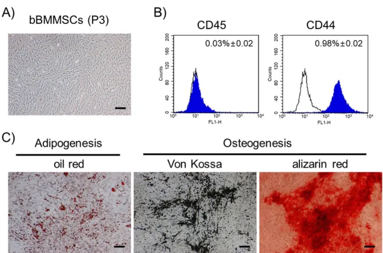 Figure 1.  Characterization of bBMMSCs (magnification: ×40; bars: 100 μm). (A) The bBMMSCs at passage 3 (P3) exhibited fibroblastic morphologies with dendritic 