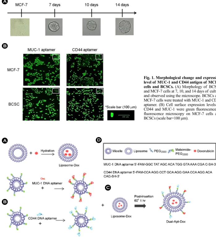 Fig. 2. Schematic diagram of  aptamer-linked liposome preparation. (A) Doxorubicin was added to liposomes and captured by proton  exchange