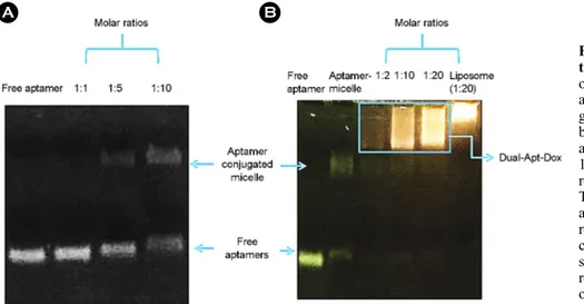 Fig.  3.  Gel  retardation  assay  of  the aptamer linked liposomes. The  optimal ratio of  aptamers to micelles  and  liposomes  was  determined  by  gel retardation assay
