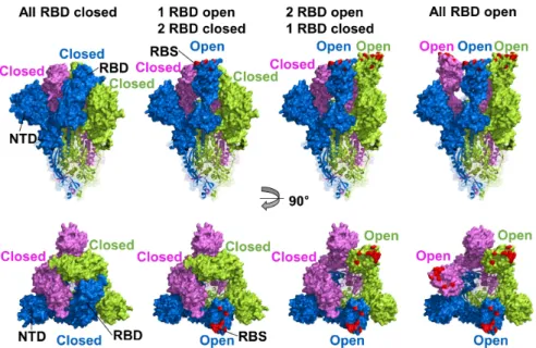 Fig. 1.  RBD conformations of SARS-CoV-2 S protein. Cryo-EM structure of SARS-CoV-2 S protein trimer (PDB ID 6VXX and 6VYB) drawn  by surface and ribbon diagrams, S1 and S2 domains, respectively