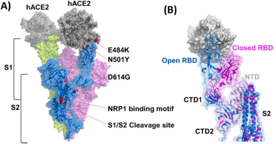 Fig. 3.  Schematic diagram of postulated multifactorial SARS-CoV-2 cell entry through endocytosis (A) and direct membrane fusion (B)