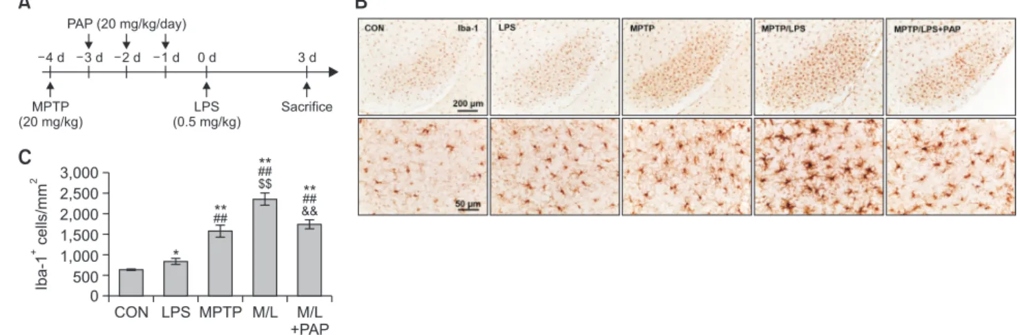 Fig. 1. PAP attenuated hyperreactive microglia in the brains of MPTP/LPS-treated mice