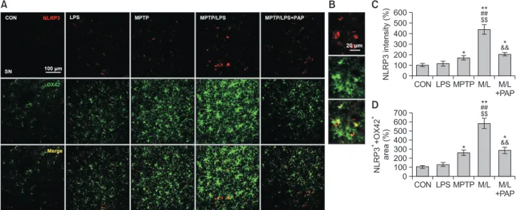 Fig. 4. PAP inhibited NLRP3 expression in microglia of MPTP/LPS-treated mice. (A) Photomicrographs of the double fluorescent staining of 