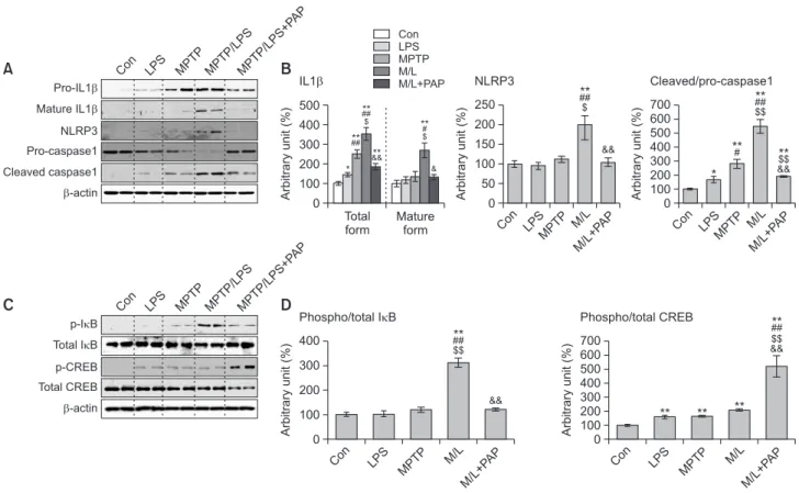 Fig. 6. Effects of PAP on the expression of NLRP3 inflammasome components and the activities of NF-κB and CREB