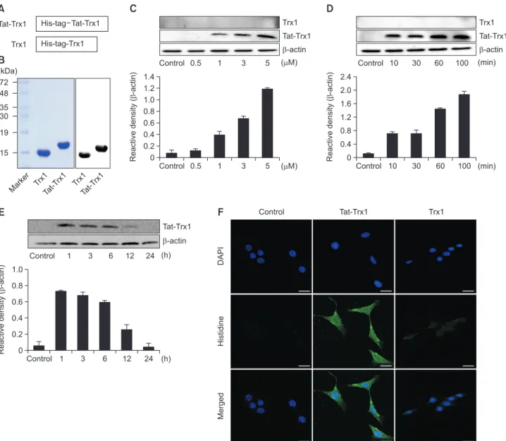 Fig. 1.  Purification and transduction of Tat-Trx1 protein into HT-22 cells. (A) Diagrams of the expressed Tat-Trx1 proteins