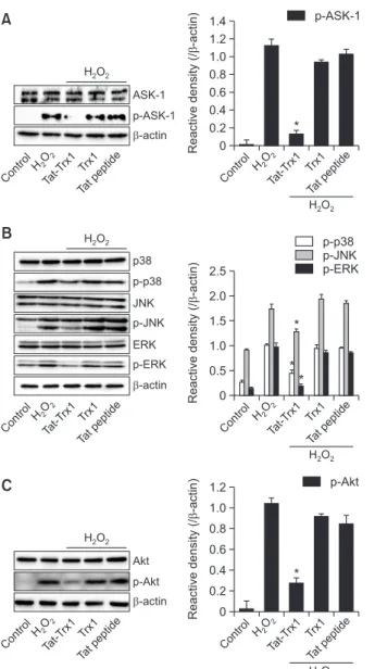 Fig. 3.  Effect of Tat-Trx1 protein against H 2 O 2 -induced cellular 