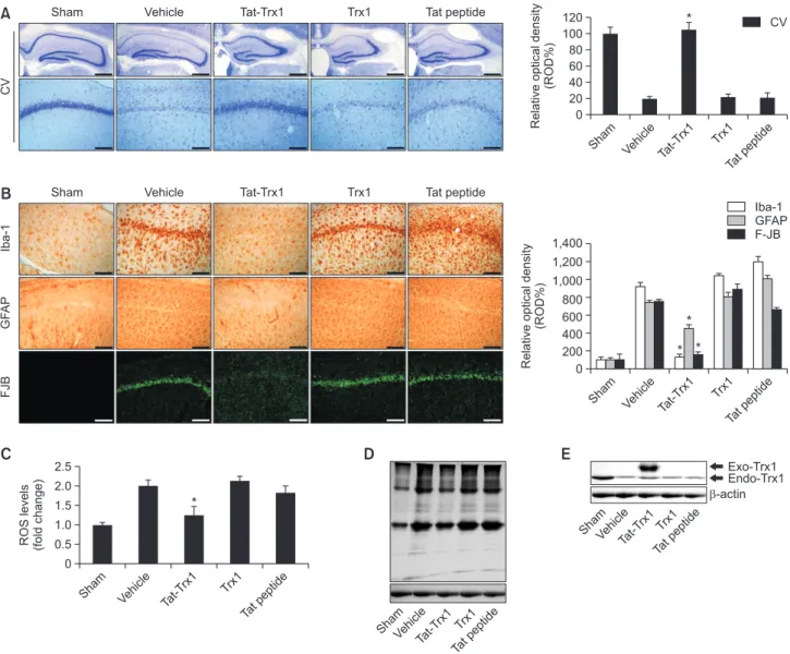 Fig. 4.  Protective effects of transduced Tat-Trx1 protein on ischemic injury. Gerbils were treated with single injections Tat-Trx1 (2 mg/kg) 